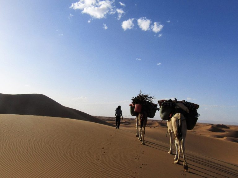 Camel Caravan Walking with Nomads