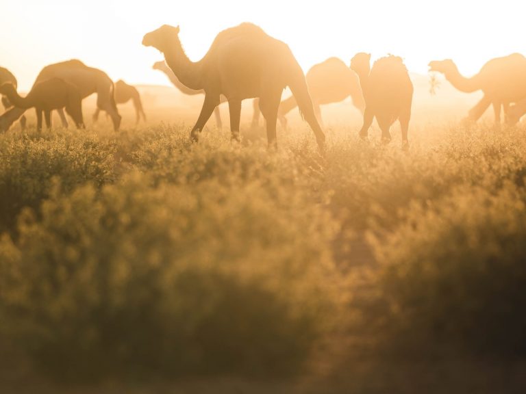 Alpha Male Camels walking with nomads