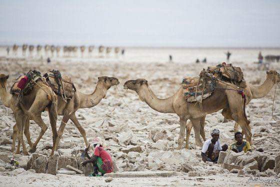 Camels in Salt The road to Salt