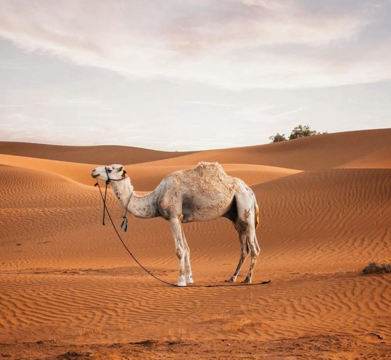 The Road to Salt White Camel