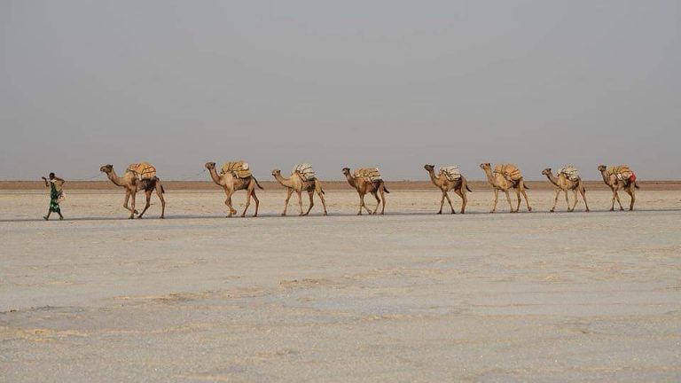The Road to SAlt camel caravan