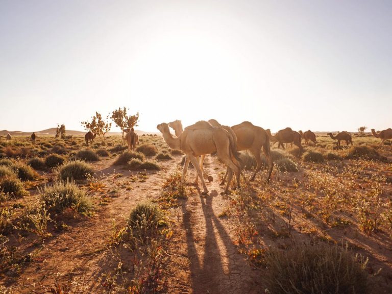 One day desert safari to chegaga walking with nomads