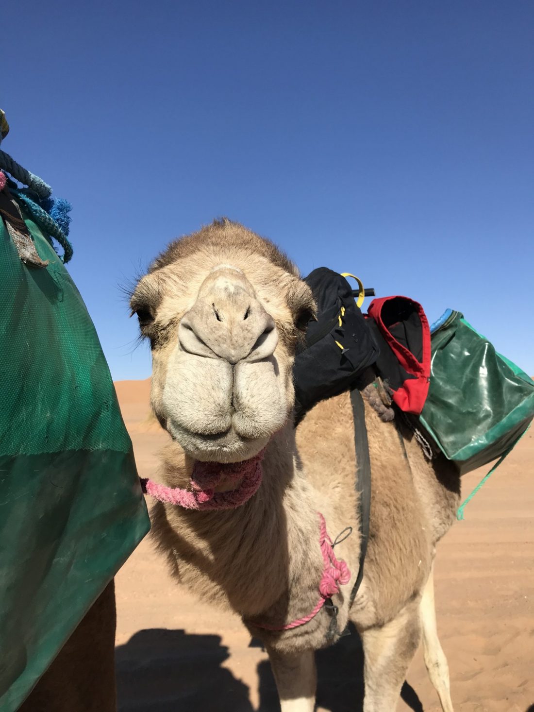 2 Day Desert Trek with Walking with Nomads Camel Face