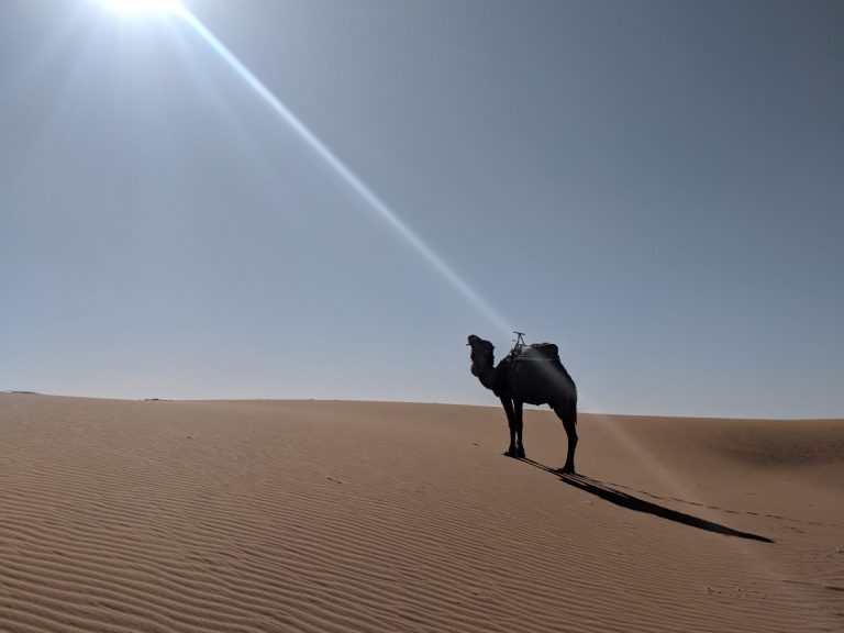 Camel Sunlight credit lb
