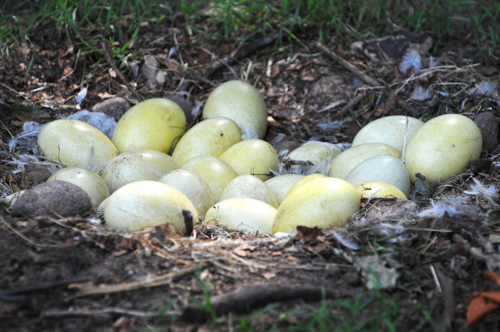 The,Nest,And,Eggs,Of,The,Ostrich,(struthio,Camelus) shutterstock