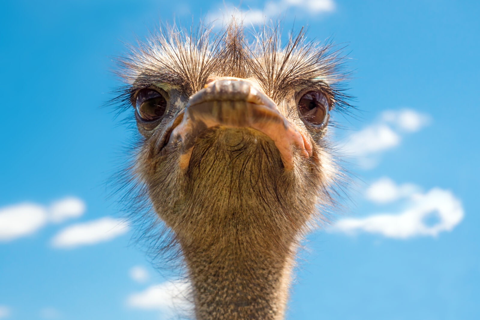 Head,Of,Ostrich,On,Clear,Sky,Backdrop.,Beak,Of,Ostrich.