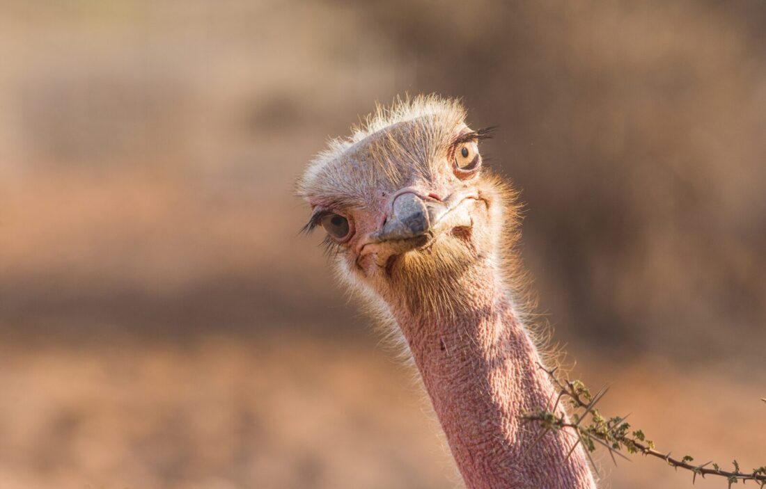 Funny,Ostrich,Looking,At,Me shutterstock