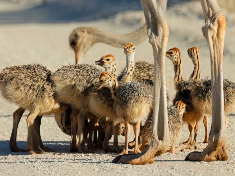 Brood,Of,Small,Ostrich,(struthio,Camelus),Chicks,In,Natural,Habitat, shutterstock